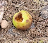 rotten fruit 